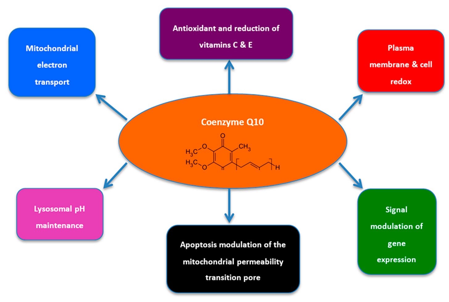 Cellular Consequences of Coenzyme Q10 Deficiency in Neurodegeneration of  the Retina and Brain