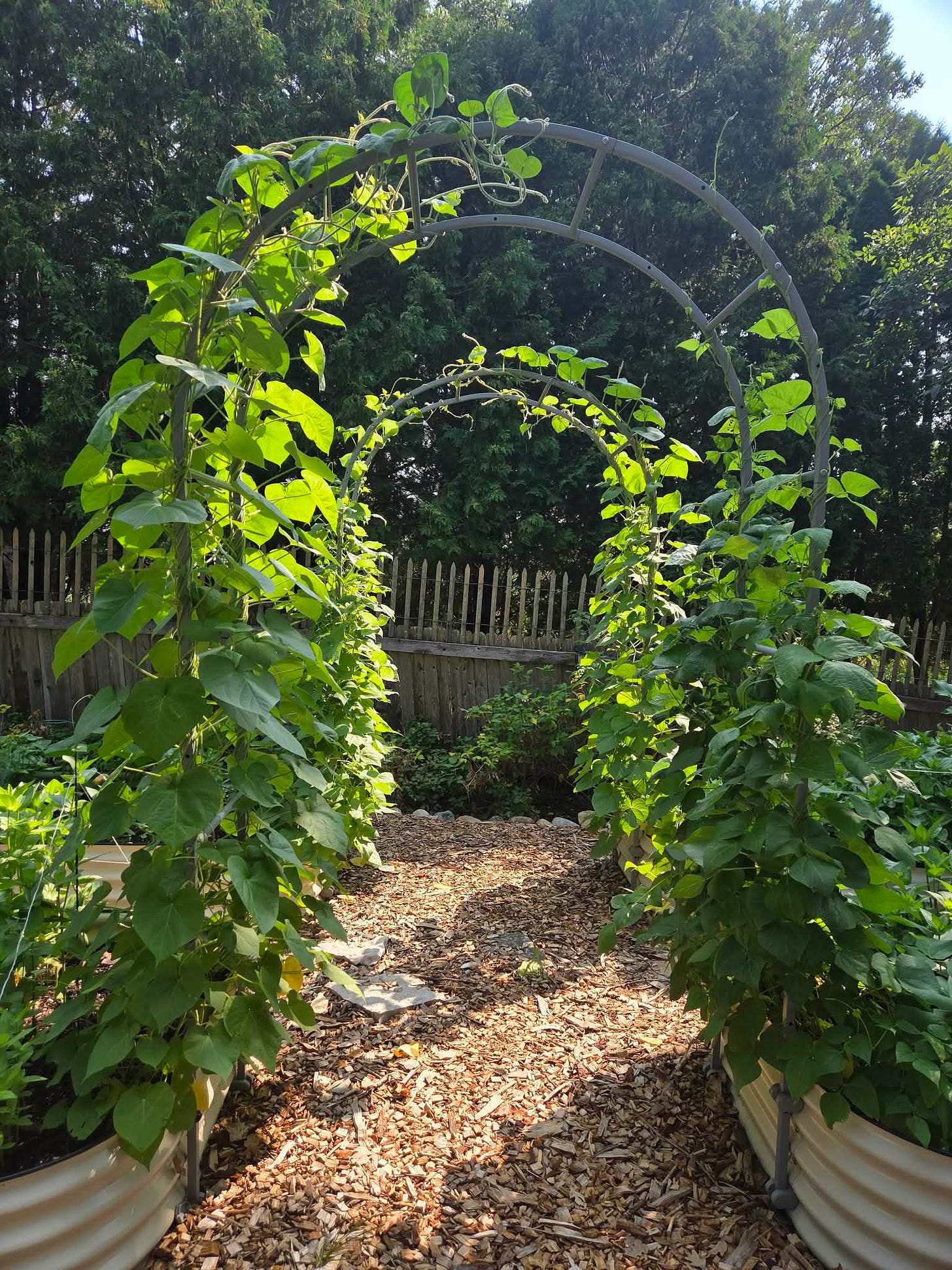 Letting go of expectations & other lessons from the garden