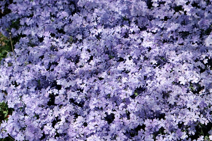 Pictures of blossming flowers