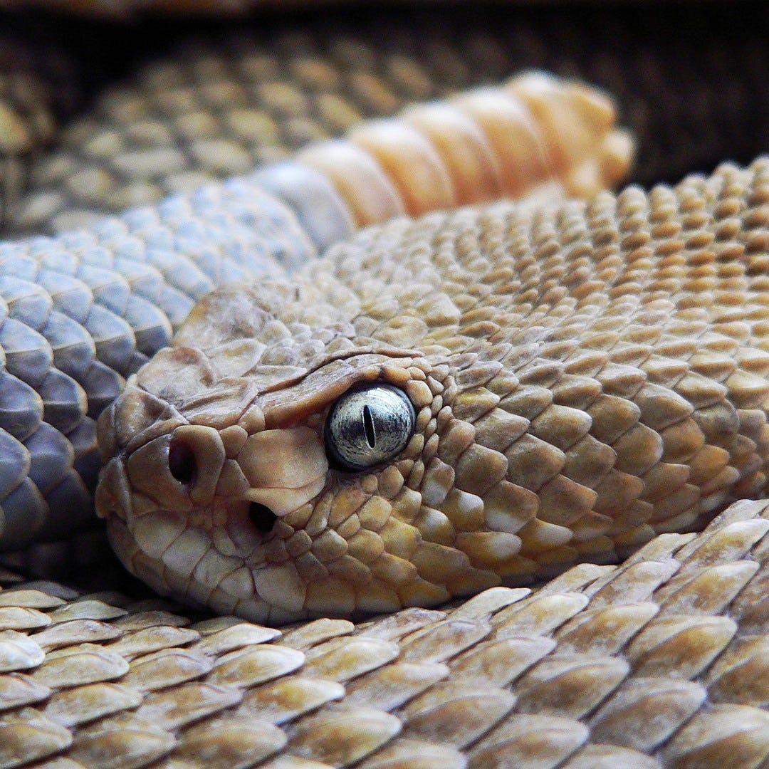 Artwork for Rattle Fiction