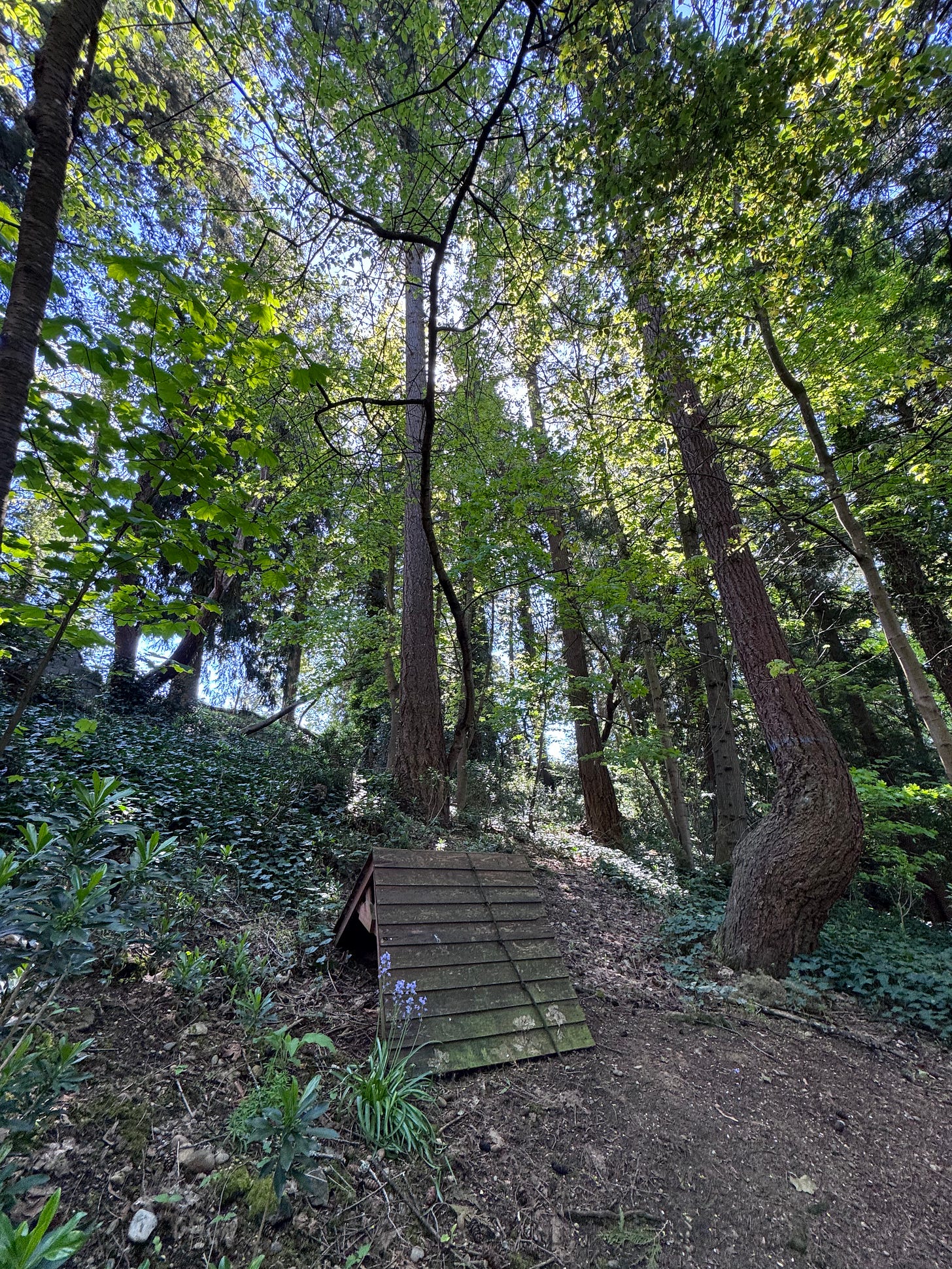 Forest of deciduous and evergreen trees