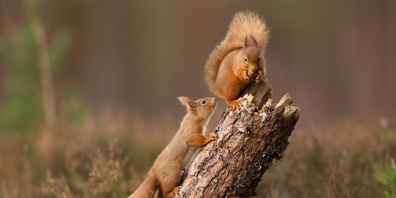 A landmark moment for the Northumberland landscape