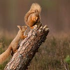 A landmark moment for the Northumberland landscape
