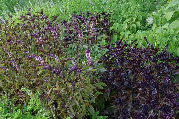 basil plants in an herb garden