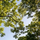 Rushing and pushing for something different, ash trees, and lessons in slowing down.