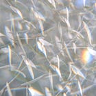 Olivenbaum - Ein Gedicht