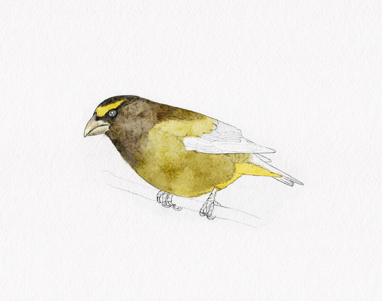 Unfinished digital painting of an Evening Grosbeak in warm yellow and brown tones, paused mid-process.