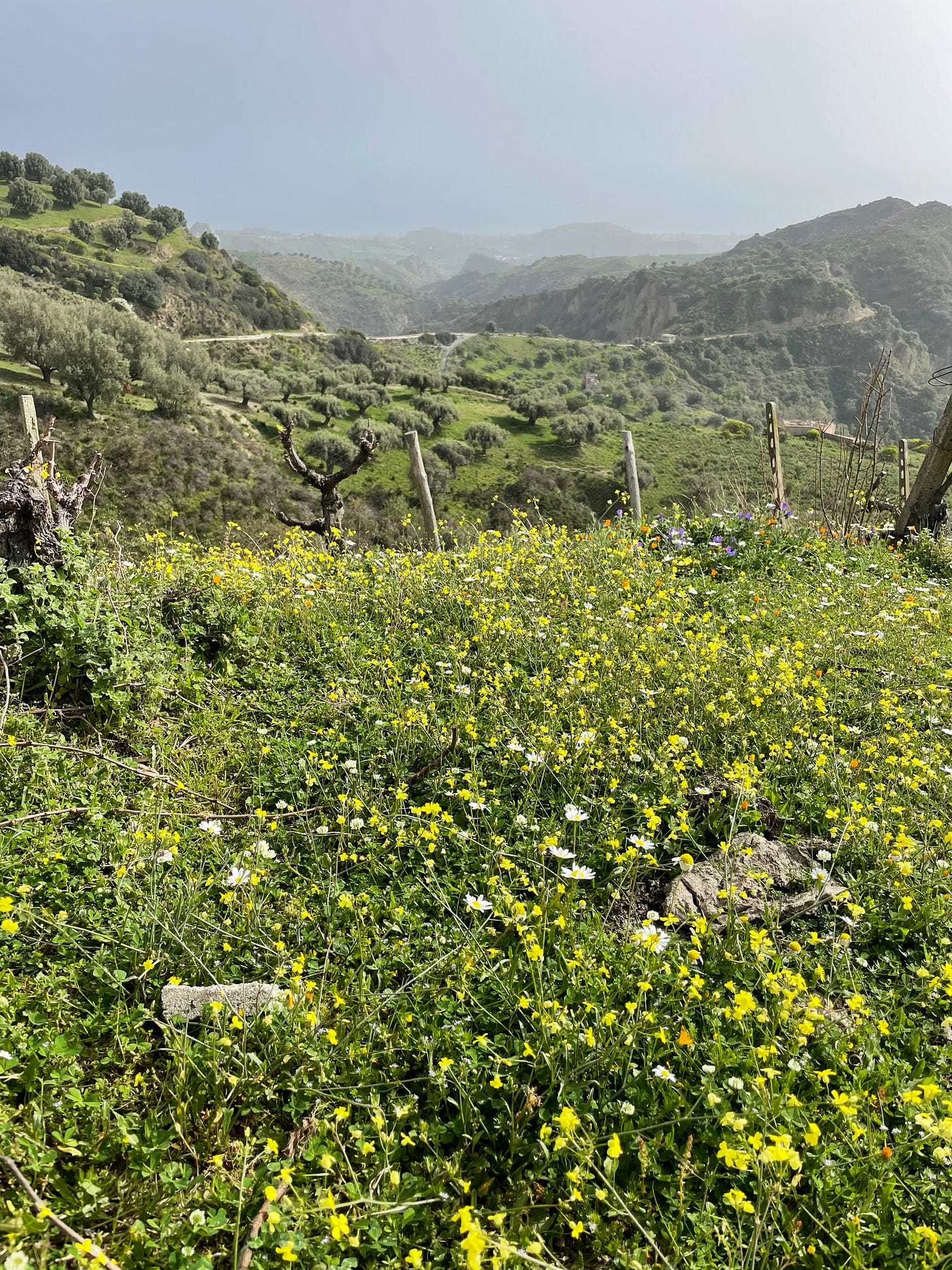 A view of yellow and white wildflowers and olives trees in the mountains in Calabria