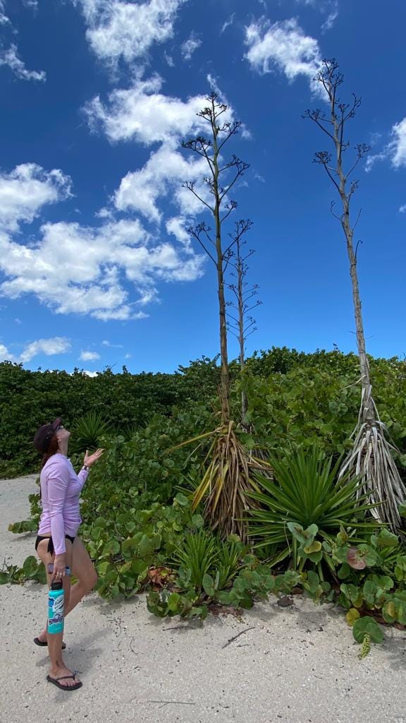 White woman standing next to century plants near sand dunes. 