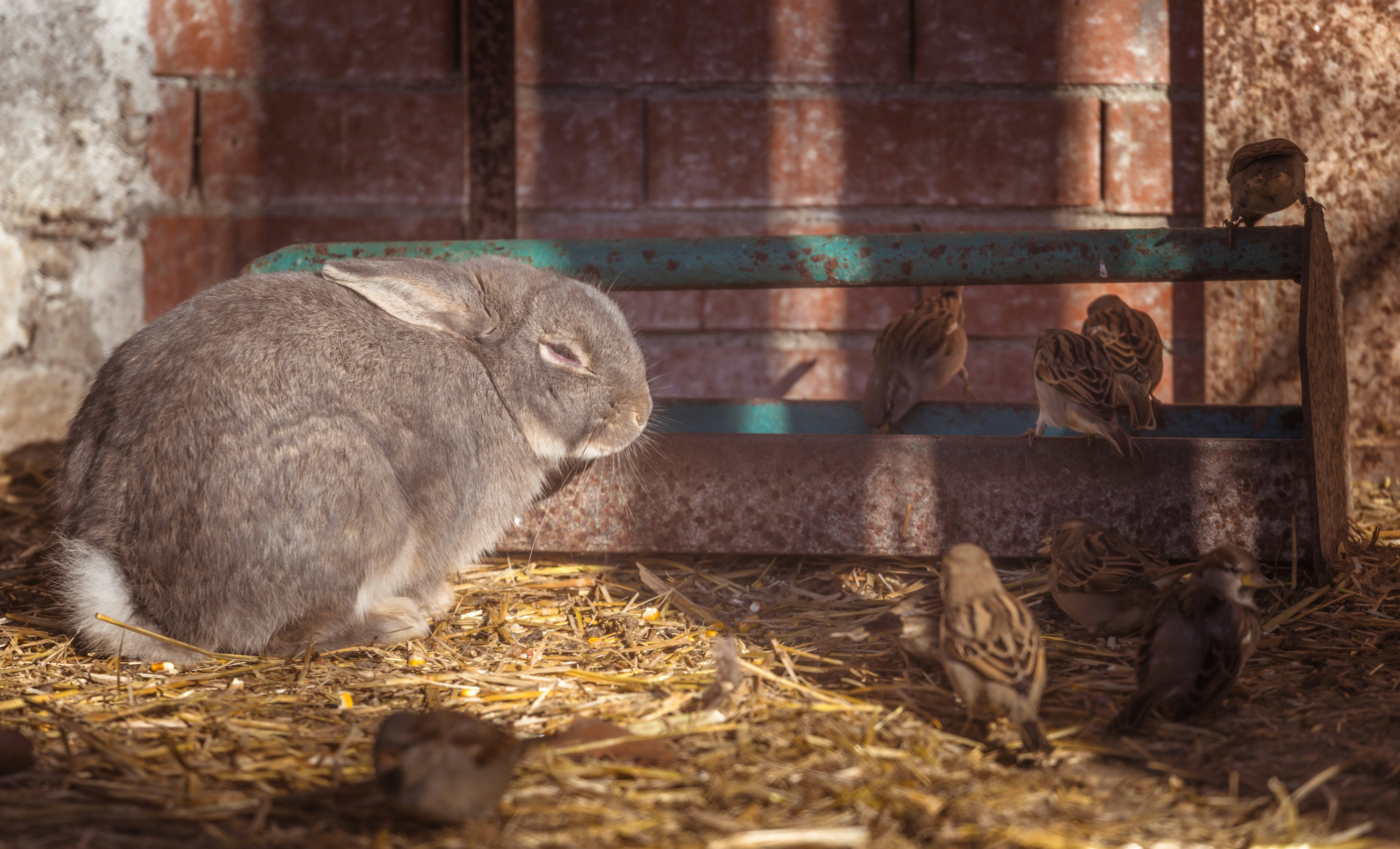 Cluj Rabbit Rabbit, Rabbit - The Hungry Homesteader
