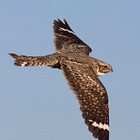 Letter From the Desert: Burning Birds (Part One)