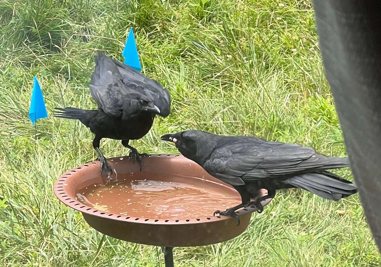 Two black crows are perched on the edge of a round, brown birdbath filled with water. One crow is standing on the left side with wings slightly spread, while the other crow on the right appears to be drinking from the birdbath. 