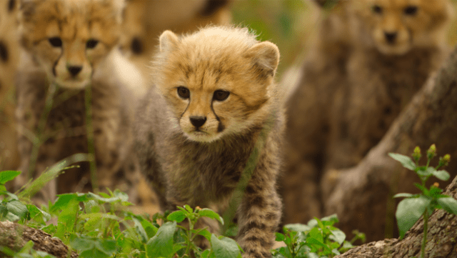 Apple TV unveils the first look at “Born to be Wild,” a breathtaking new wildlife series narrated by Hugh Bonneville, premiering December 19, 2025.