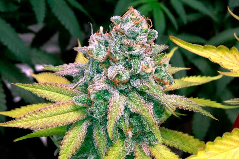 cogollo-de-marihuana-en-floracic3b3n cogollo-de-marihuana-en-floracic3b3n