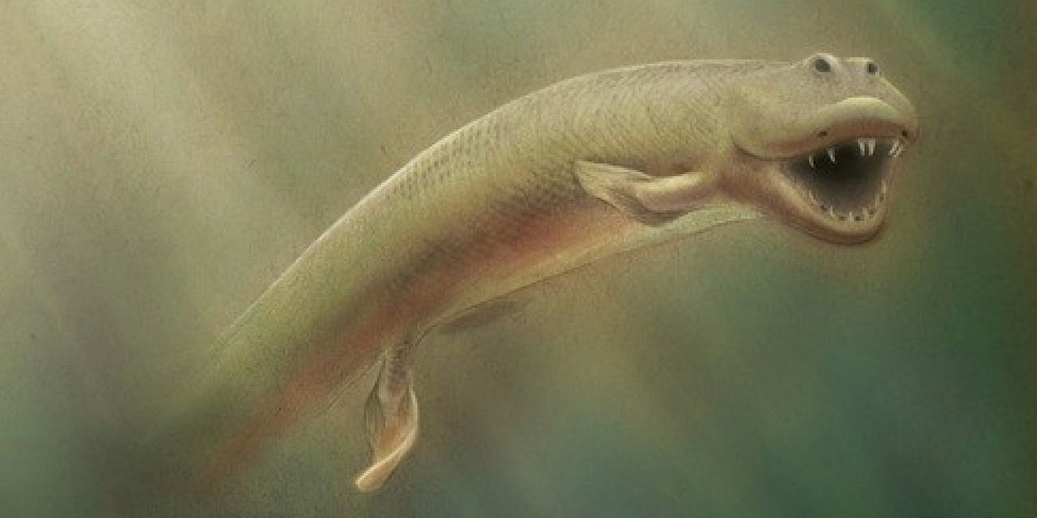 Ancient Fish With Legs, Tiktaalik Roseae, May Be Missing Evolutionary ...