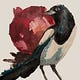 Pomegranate & Magpie