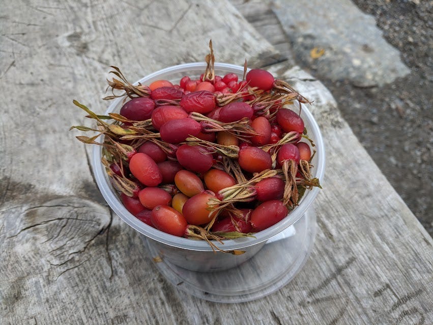 harvested rosehips
