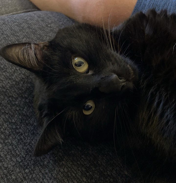 A gallery of four pictures of Sprite, a close up his face sideways, a closeup of his face poking out of a blanket, him stretching on his back on the couch, and him covering his faced with his paw.
