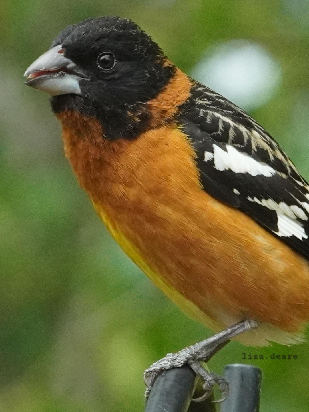 essay1_black-headed-grosbeak.5