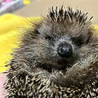 🦔 Pào, finalmente libero