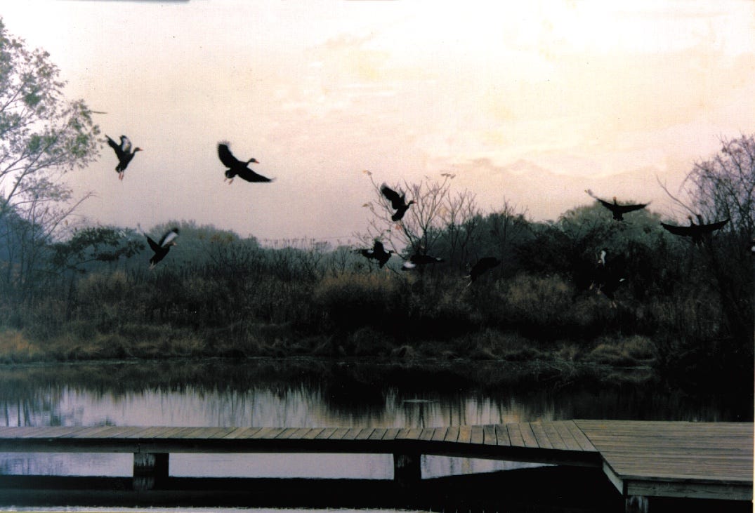 Birds flying over a lake

AI-generated content may be incorrect.