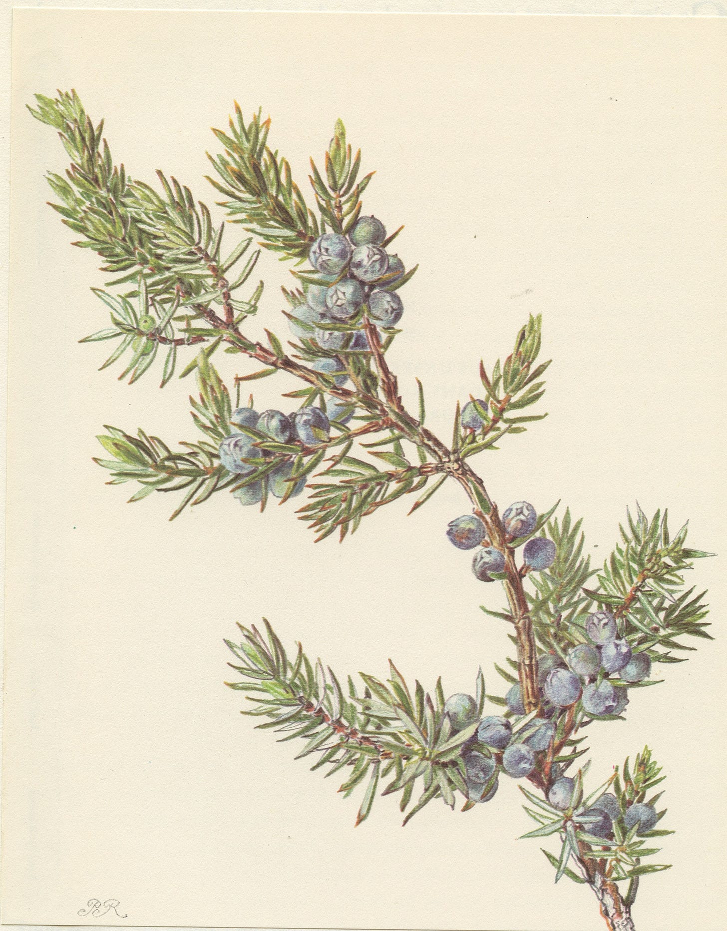 Common Juniper Botanical Print With Berries From 1959. Vintage Botanical  Print Forest Woodland Theme Home Decor. Teacher Gift. Nature Plants - Etsy