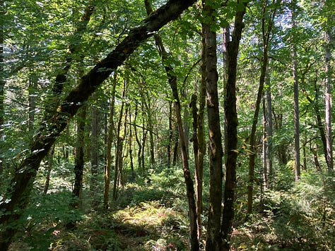 Trees and forests in Oregon