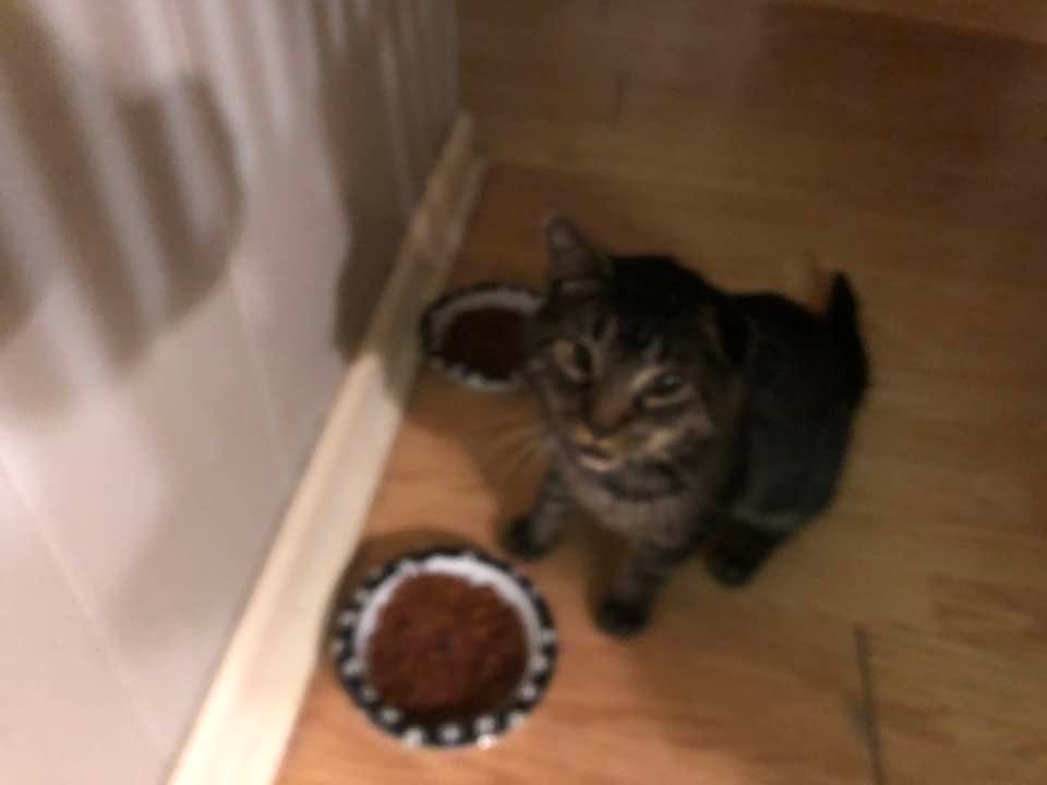 May be an image of cat