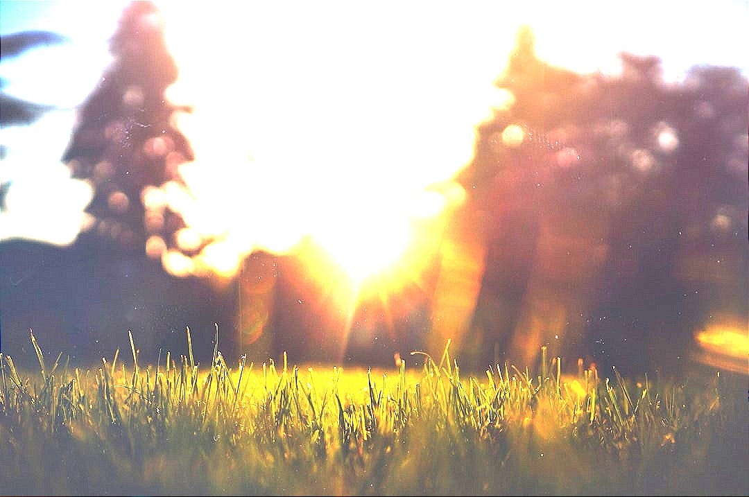 scenery of grass and trees