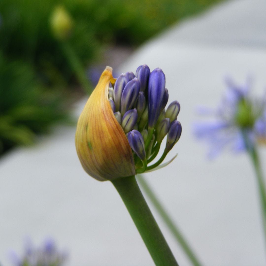 a lavender bud emerging from a casing via Canva