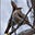 Wildlife photographer's avatar