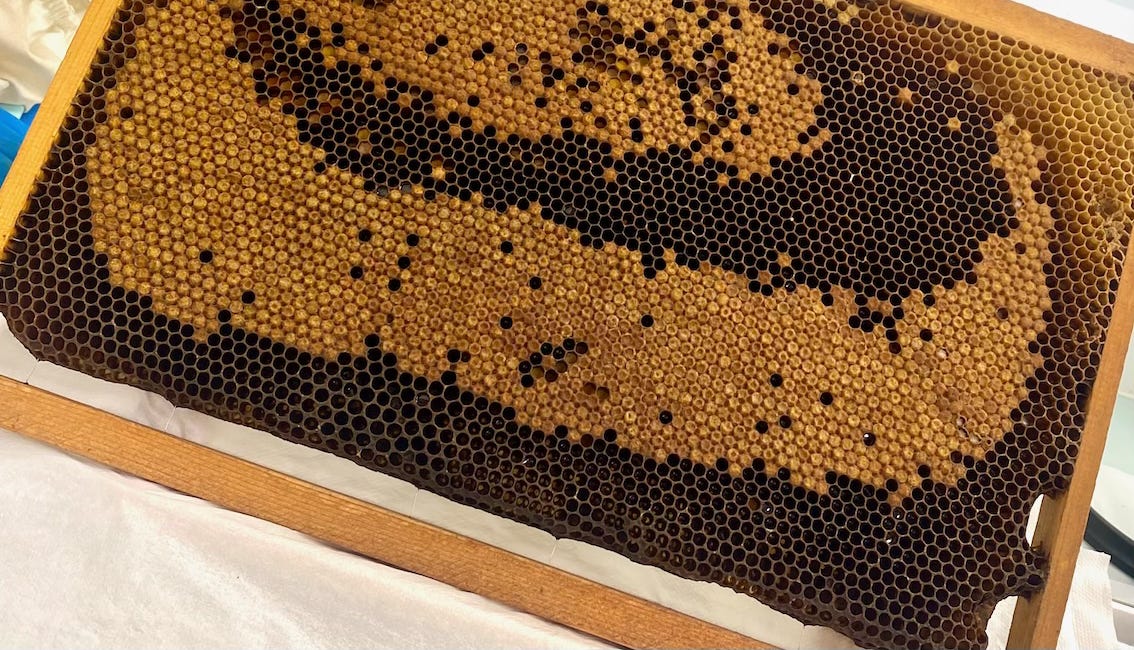 Former les apiculteurs de demain