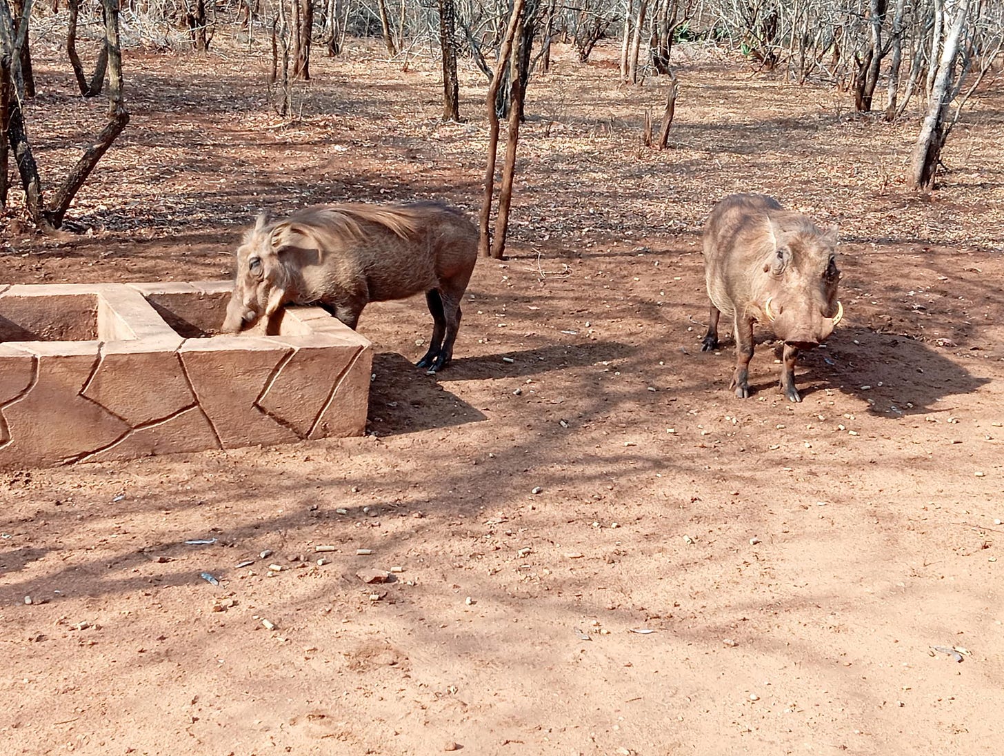 thats pumba