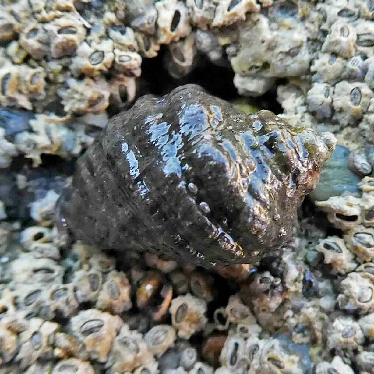Thumbnail of a snail Thumbnail of a snail