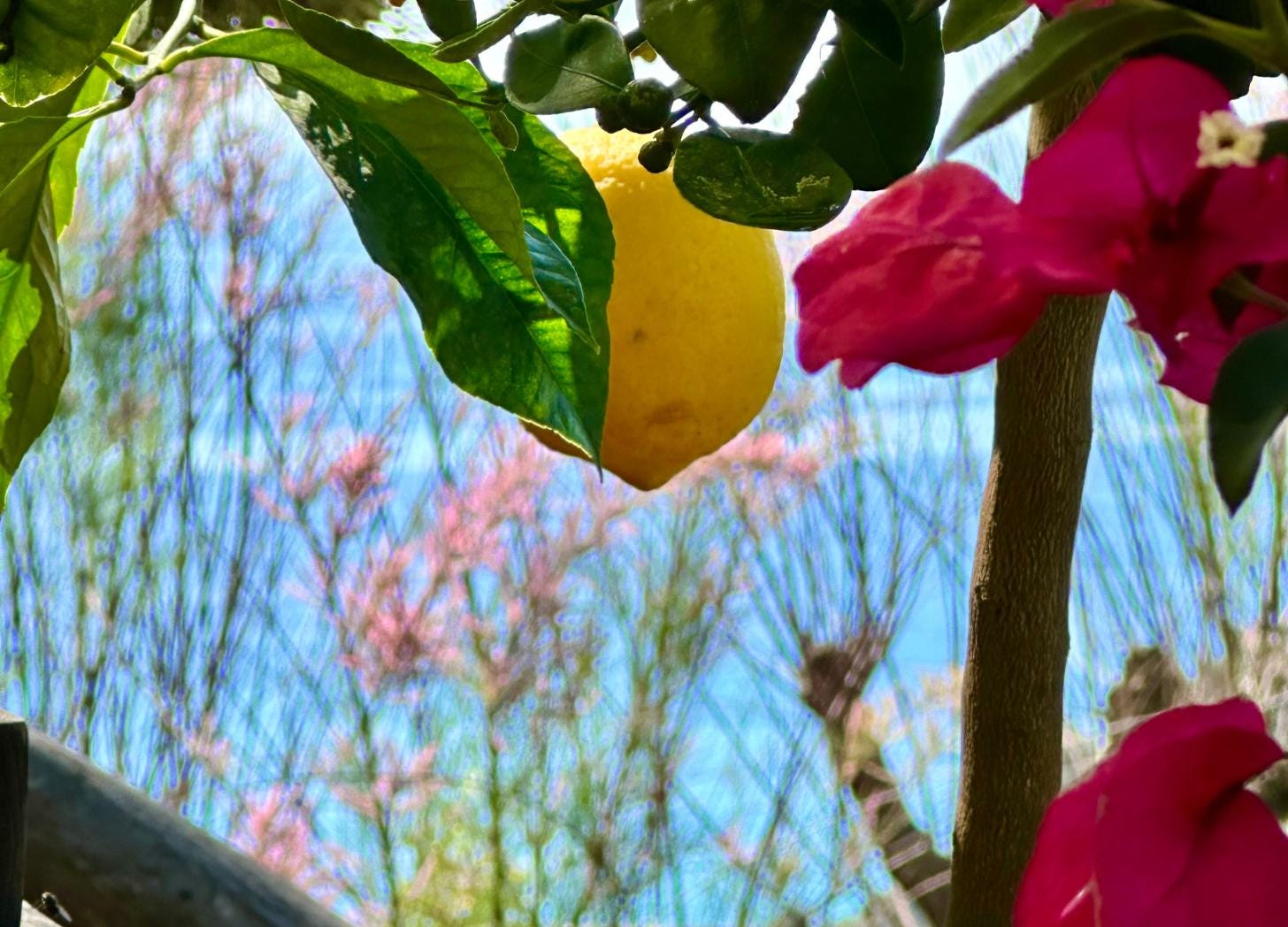 A single Menton lemon hanging on a branch with pink bougainvillea, set against the soft blur of the Mediterranean coast.