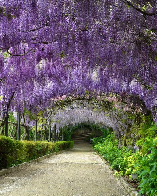 May be an image of flower
