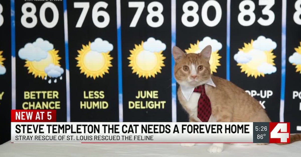 An orange tabby cat sits in front of a 7-day weather forecast, with a news banner in front of him, reading: "Steve Templeton the cat needs a forever home"