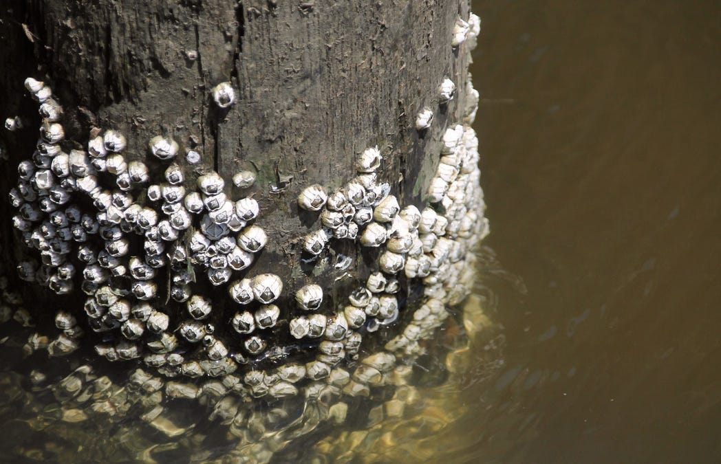 IBS news flash. Barnacle gloop heals inflammatory bowel disease wounds