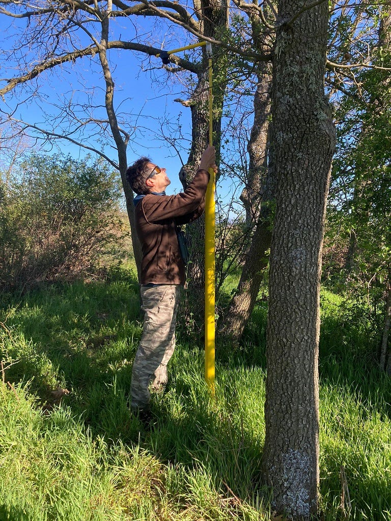 Scientists in Spain have collaborated with Earth Species Project to categorize a vast dataset of crow calls that they gathered over the years.