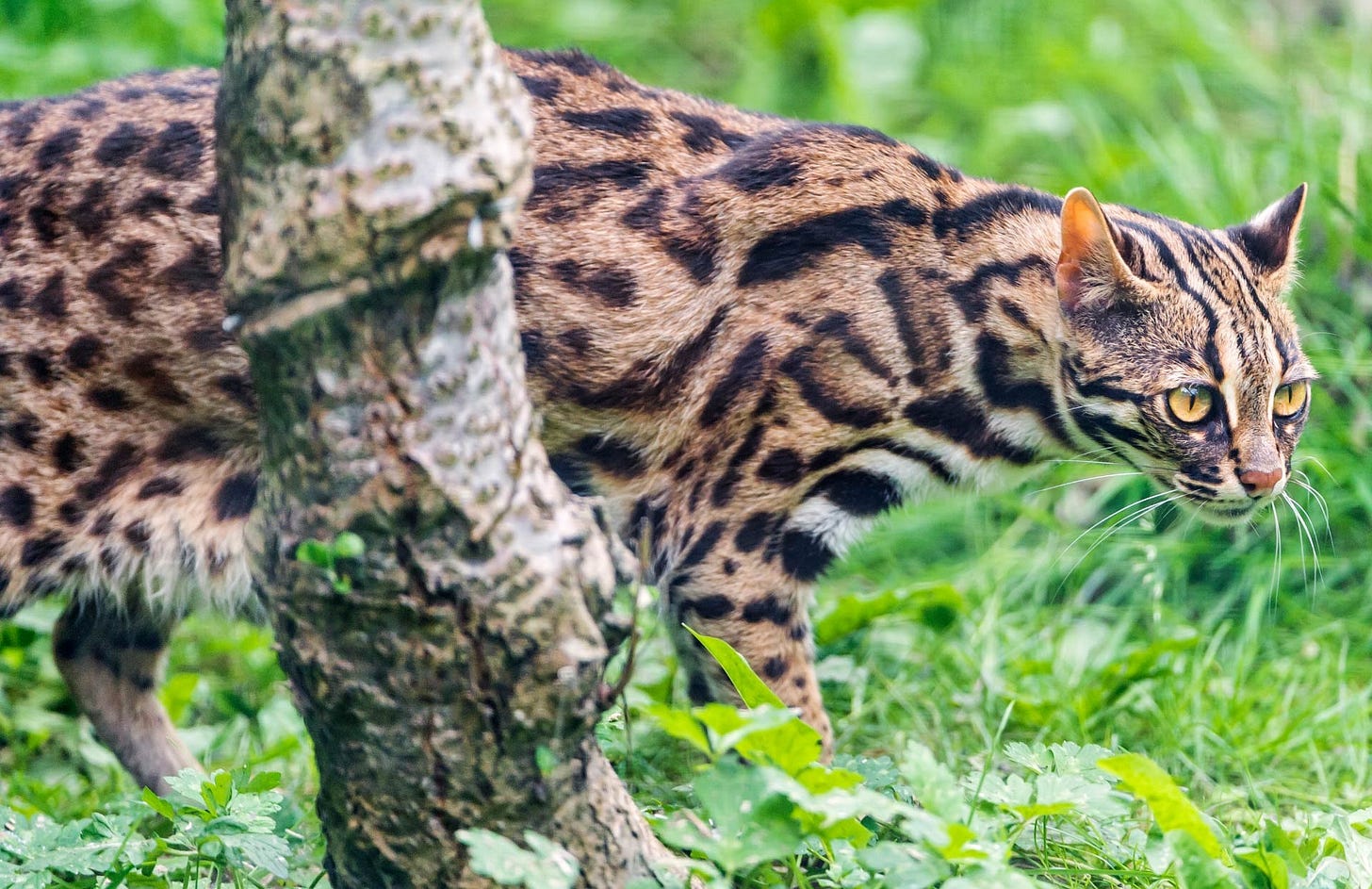 Leopard cat stalking through dense vegetation, showing its bold spotted coat and striped face that distinguish it from the more familiar domestic cat.