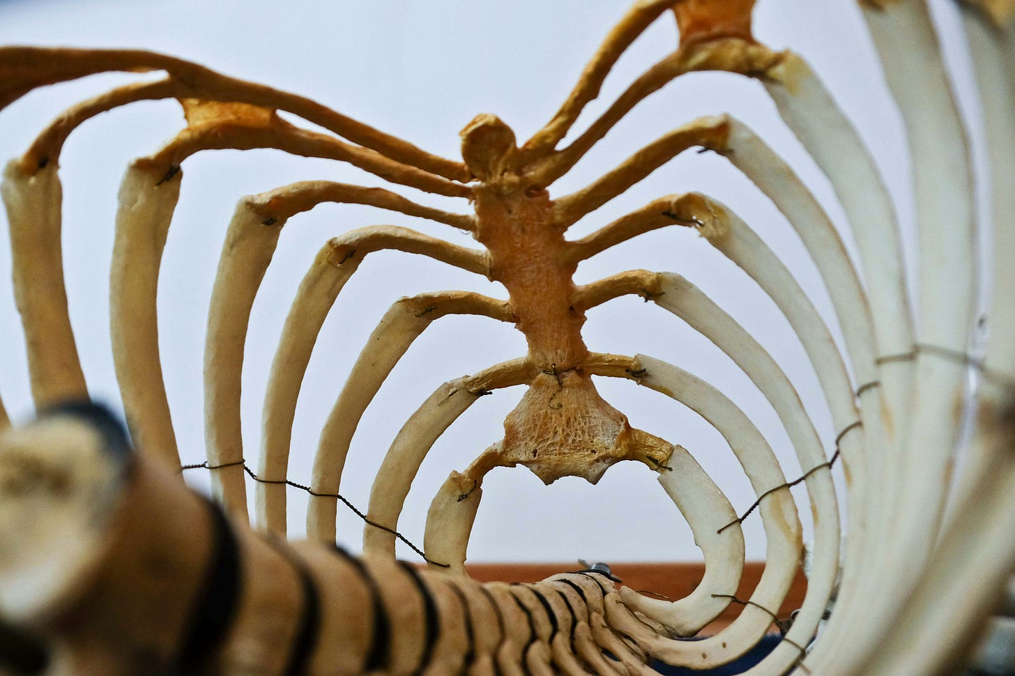 Close-up view looking up through the interior of a human anatomical ribcage and spine model. Close-up view looking up through the interior of a human anatomical ribcage and spine model.