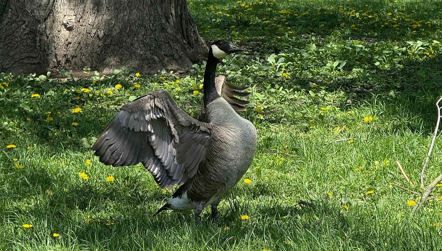 A Canada goose stands on a grassy area with wings spread wide. The goose has a black head and neck with a white patch on its face, and a grayish-brown body. The background includes a large tree trunk and scattered yellow dandelions among the green grass and foliage. A Canada goose stands on a grassy area with wings spread wide. The goose has a black head and neck with a white patch on its face, and a grayish-brown body. The background includes a large tree trunk and scattered yellow dandelions among the green grass and foliage.