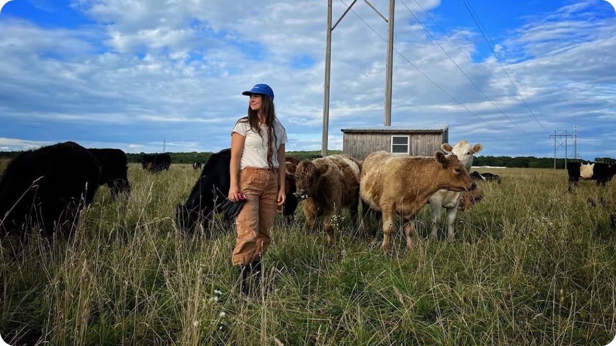 Farmer with grass-fed cows grazing in pasture field Farmer with grass-fed cows grazing in pasture field