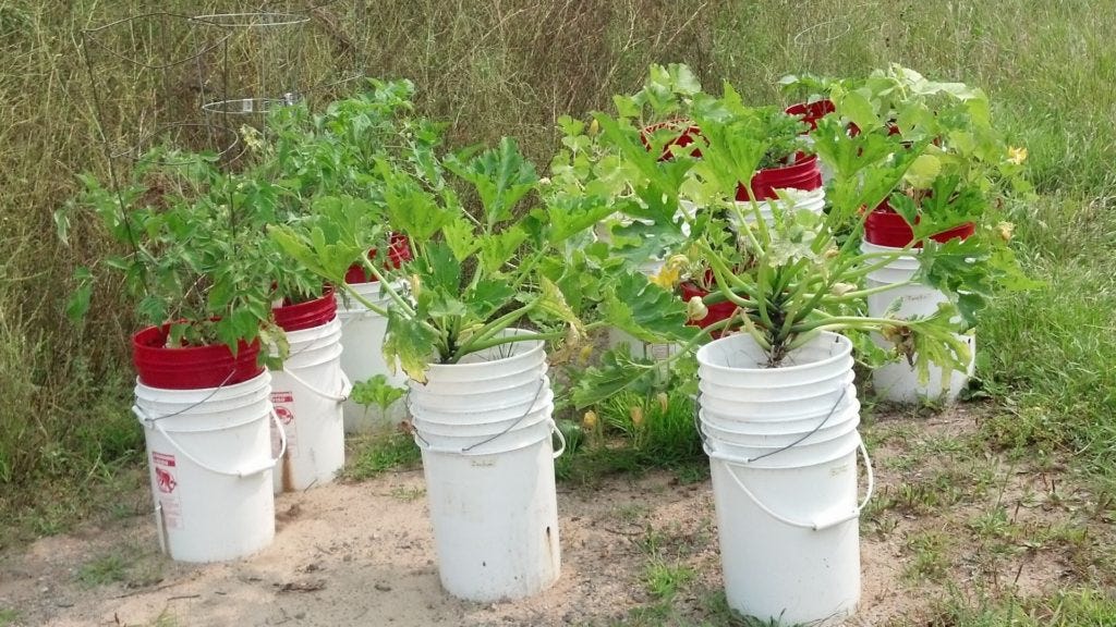 My Best Simple Garden Tips