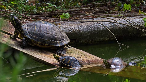 Turtle, squirrel, anole