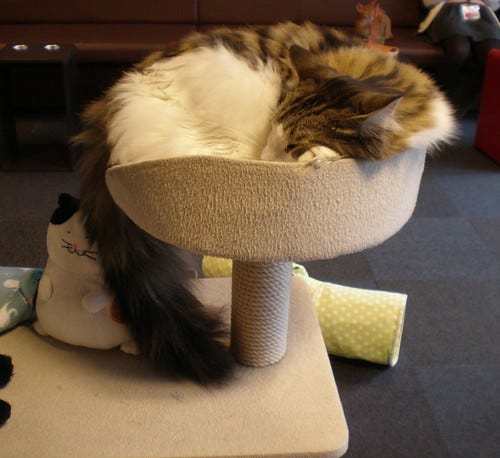 Overflowing Cat Overflowing Cat