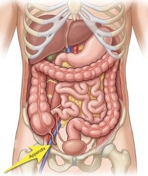 Appendix surprise purpose