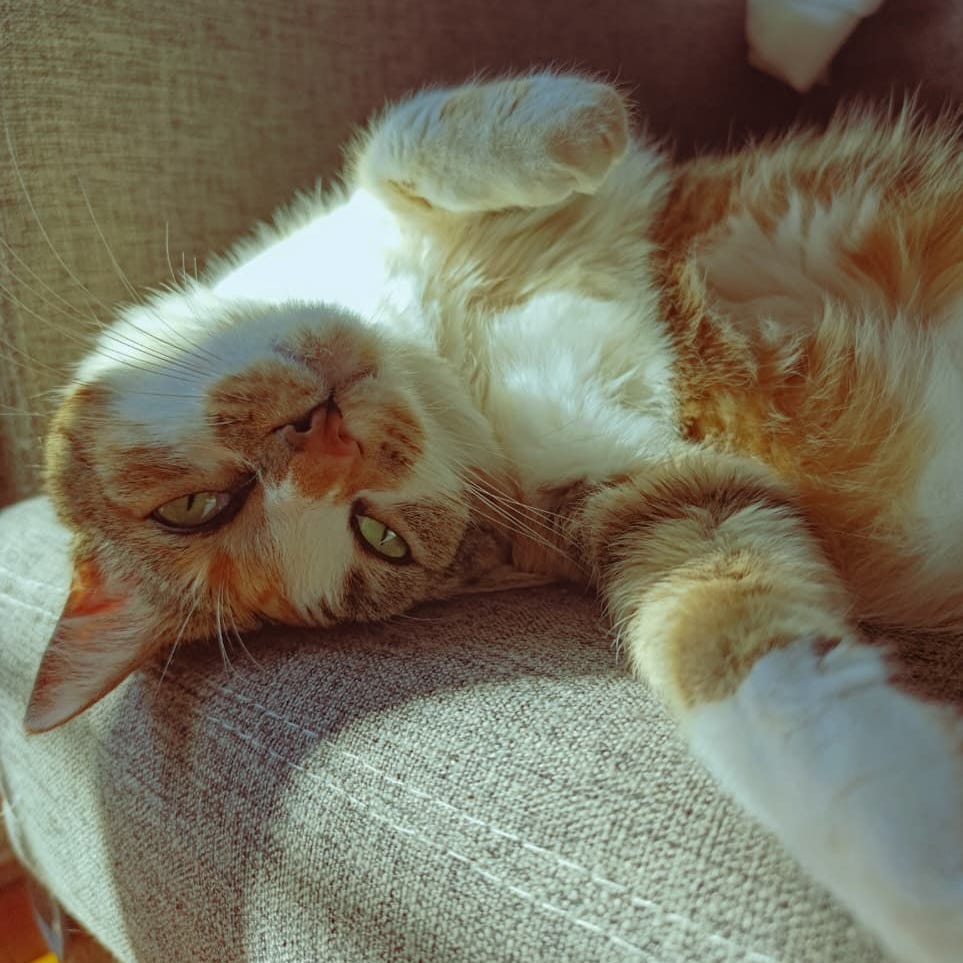 La gata y el desarraigo