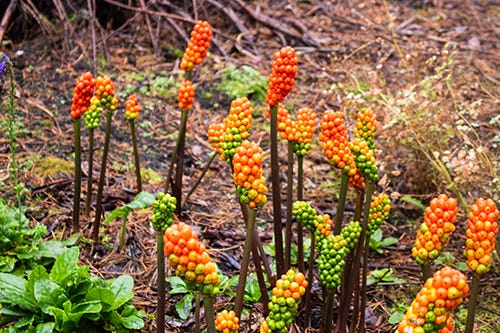 A series of stalks with clusters of orange-red berries at the top.