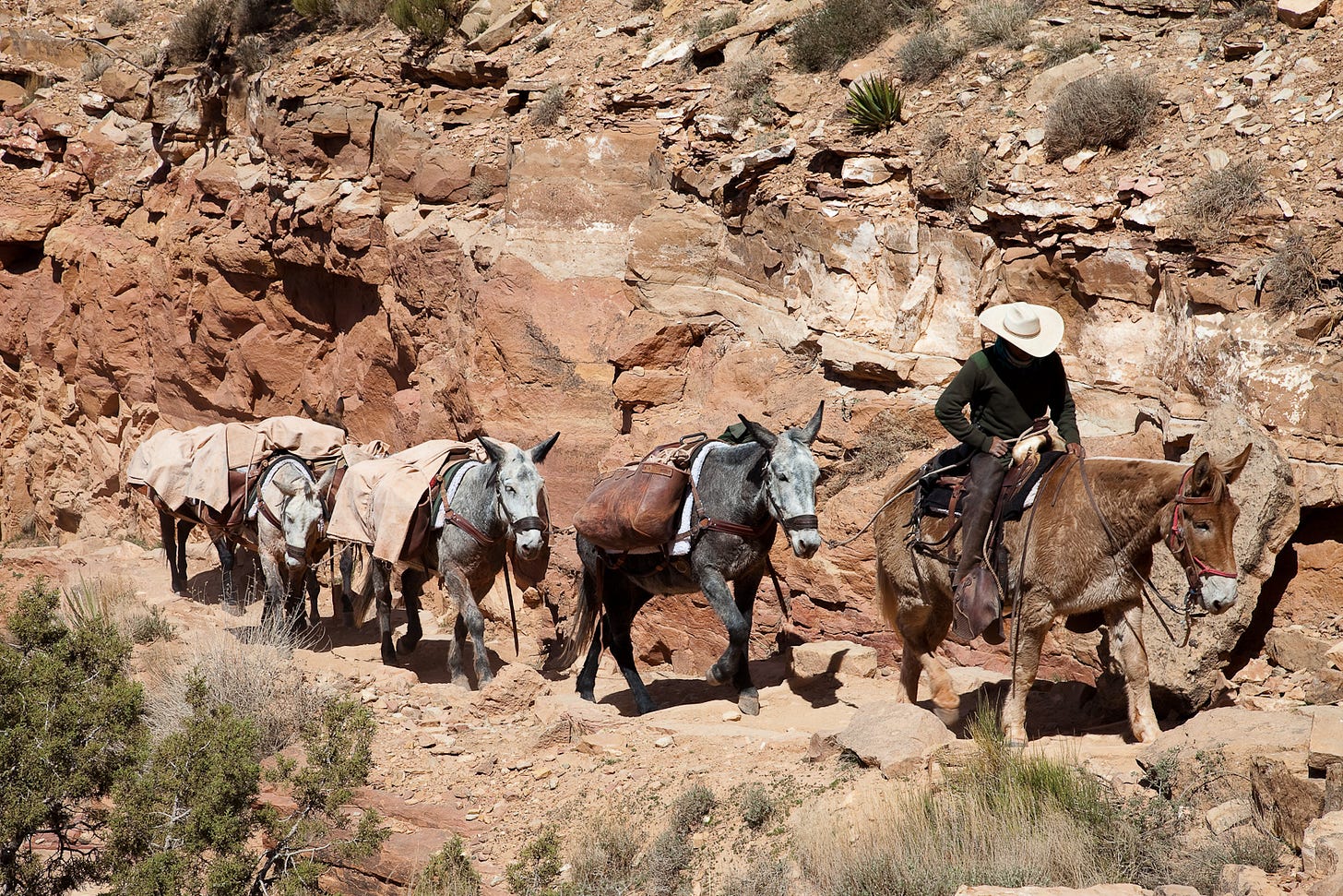 File:Mule train.jpg - Wikimedia Commons File:Mule train.jpg - Wikimedia Commons